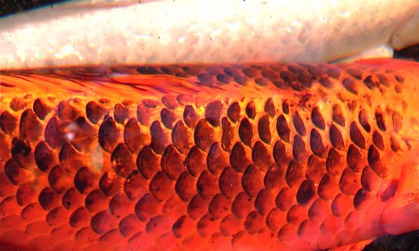Name:  Koi_Scales_by_DFWphotography.jpg
Views: 413
Size:  51.5 KB