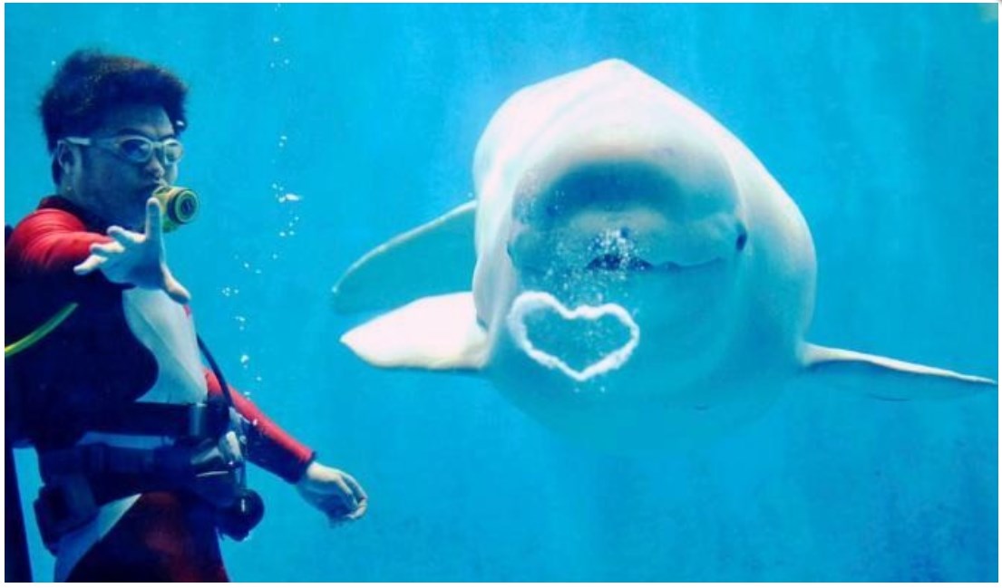 Name:  2013-06-27 13_56_36-All The Gin Joints  White beluga*whales, from the Polarland Aquarium....jpg
Views: 1987
Size:  83.4 KB