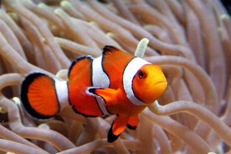 Name:  nemo.jpg
Views: 1151
Size:  80.7 KB