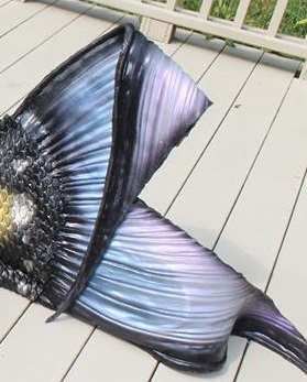 Name:  mertailor fluke.jpg
Views: 243
Size:  45.5 KB