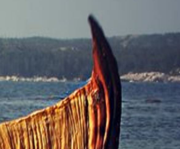 Name:  rainas fluke.JPG
Views: 690
Size:  35.0 KB