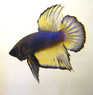 Name:  Colors 21.jpg
Views: 2791
Size:  18.4 KB