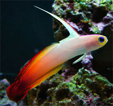 Name:  firefish1.jpg
Views: 1027
Size:  34.1 KB