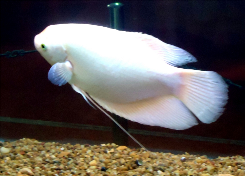 Name:  whitefish.jpg
Views: 392
Size:  265.6 KB