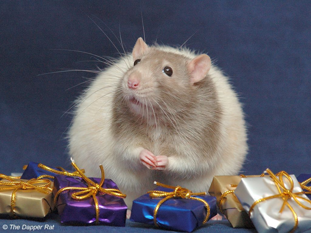 Name:  Cute-rat-small-animals-19096270-1024-768.jpg
Views: 1405
Size:  131.3 KB