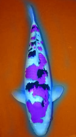 Name:  koi colored.jpg
Views: 161
Size:  17.5 KB
