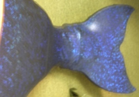 Name:  tail 1 002.JPG
Views: 12418
Size:  49.6 KB