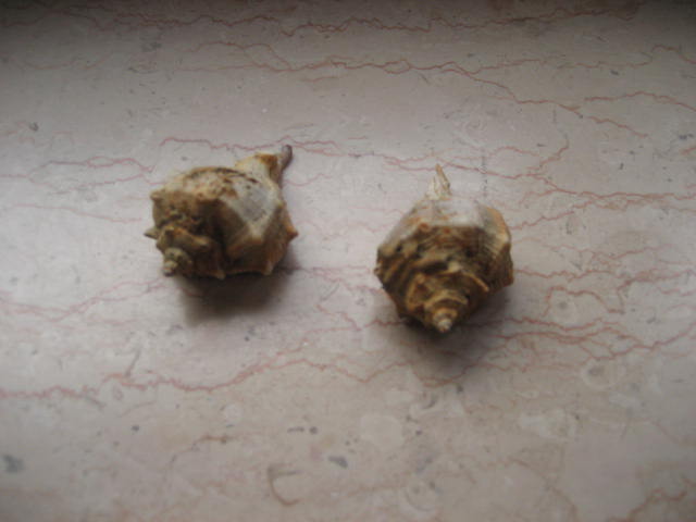 Name:  IMG_8389.jpg
Views: 849
Size:  35.3 KB