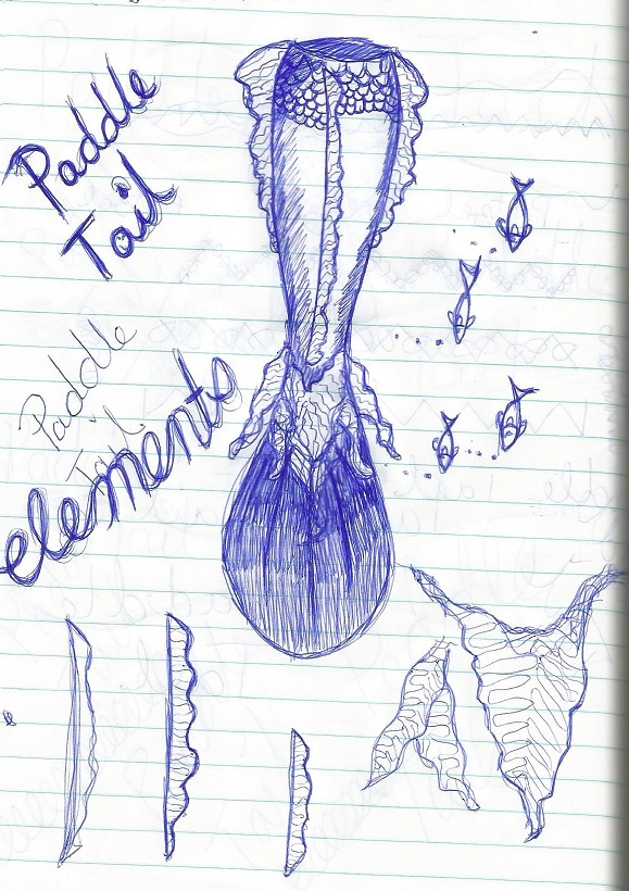Name:  Paddle Tail 1.jpg
Views: 1108
Size:  218.4 KB