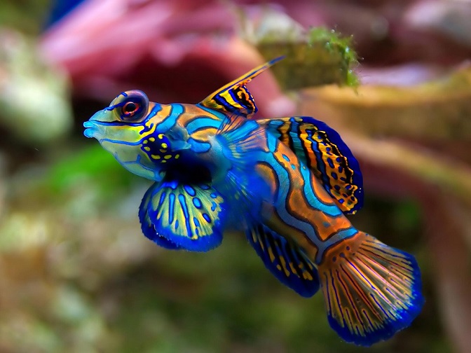Name:  Freshwater-Tropical-Fish.jpg
Views: 904
Size:  114.1 KB