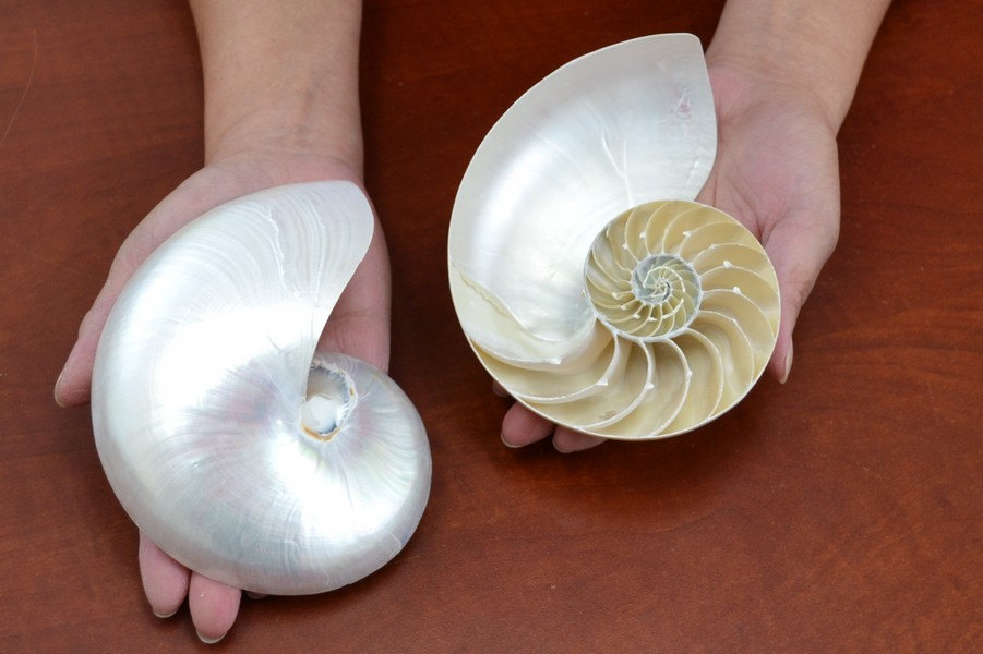 Name:  Nautilus bra shells.jpg
Views: 6182
Size:  131.7 KB