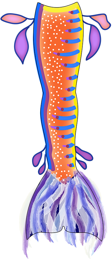Name:  Weedy seadragon tail plan1.jpg
Views: 1070
Size:  223.2 KB