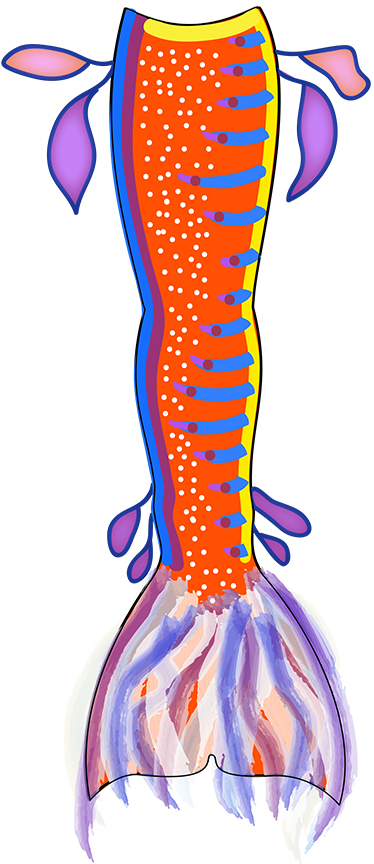 Name:  Weedy seadragon tail plan2.jpg
Views: 1034
Size:  228.1 KB