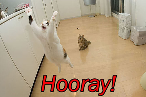 Name:  hooray-cat.jpg
Views: 929
Size:  52.1 KB