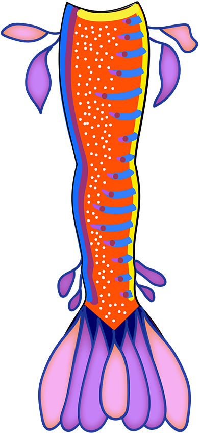 Name:  Weedy seadragon tail plan - final.jpg
Views: 911
Size:  210.3 KB