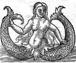 Name:  2taildmer.jpg
Views: 804
Size:  32.6 KB