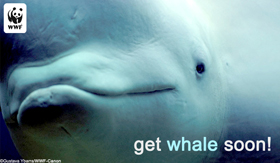 Name:  WellWhale-sm.jpg
Views: 569
Size:  35.5 KB