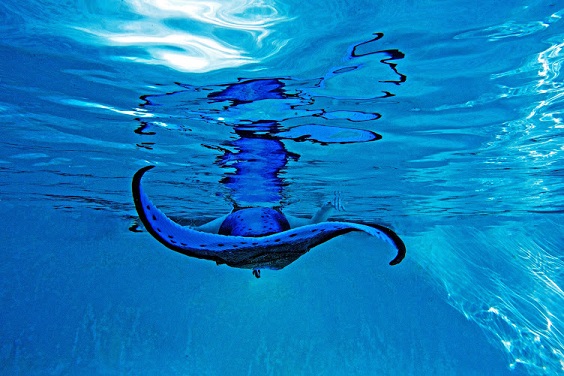Name:  mermaid5a.jpg
Views: 712
Size:  103.0 KB