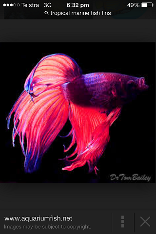 Name:  IMG_1669.PNG
Views: 711
Size:  158.0 KB