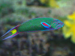 Name:  moon wrasse.png
Views: 597
Size:  98.4 KB