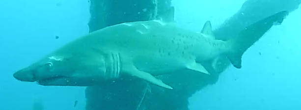 Name:  fptd110414-sharkclose.png
Views: 9072
Size:  146.7 KB