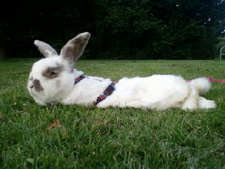 Name:  Snuf small.jpg
Views: 340
Size:  58.3 KB