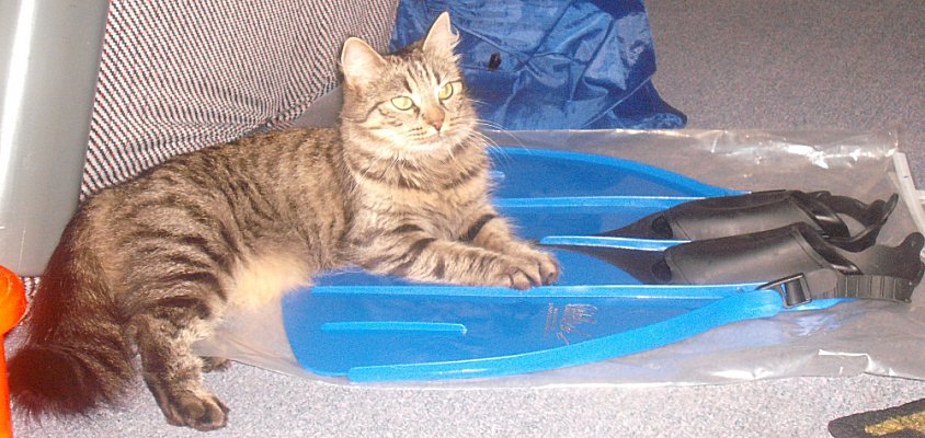 Name:  Fluffy 021.JPG
Views: 264
Size:  94.5 KB