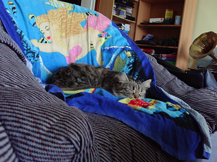 Name:  Fluffy 028.JPG
Views: 304
Size:  102.1 KB
