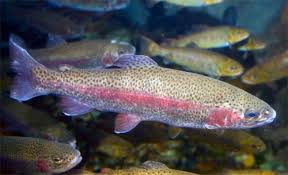 Name:  Rainbow trout.jpeg
Views: 76
Size:  8.1 KB