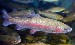 Name:  Rainbow trout.jpeg
Views: 72
Size:  8.1 KB