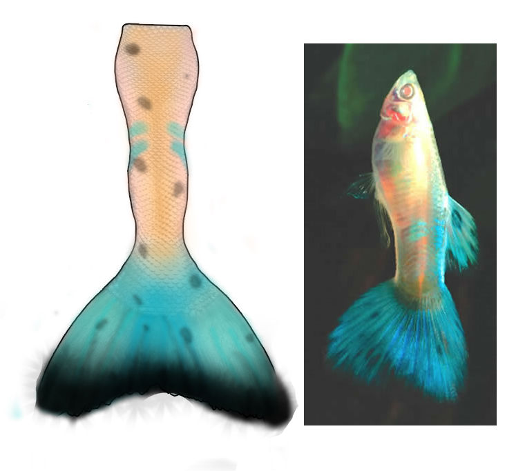 Name:  Albino Blue Tail guppy tail.jpg
Views: 1023
Size:  51.1 KB