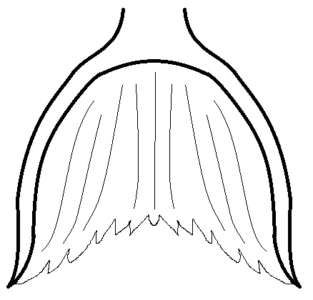 Name:  ragged fluke with bony support.jpg
Views: 550
Size:  42.0 KB