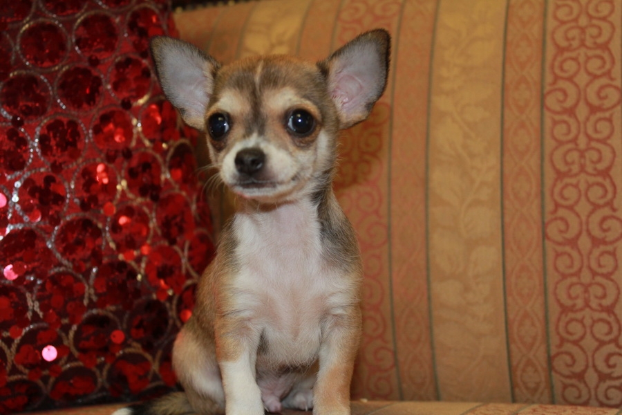 Name:  alvin-2.jpg
Views: 231
Size:  283.3 KB