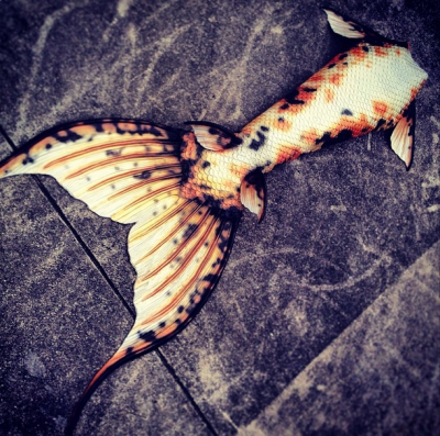 Name:  Butterfly Koi.png
Views: 1584
Size:  430.7 KB