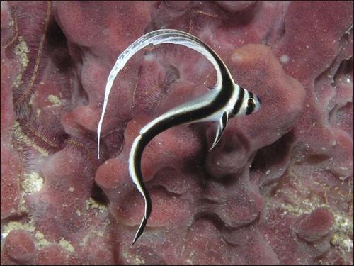 Name:  Juvenile Drum.JPG
Views: 451
Size:  36.0 KB