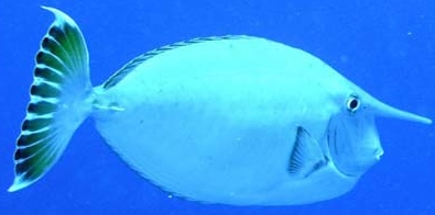 Name:  Whitemargin-Unicornfish.jpg
Views: 1451
Size:  32.6 KB
