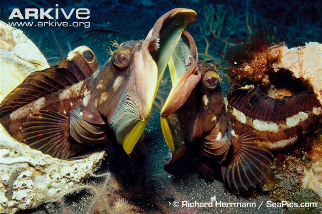 Name:  sarcastic-fringehead-males-engaged-in-territory-dispute.jpg
Views: 1166
Size:  93.0 KB