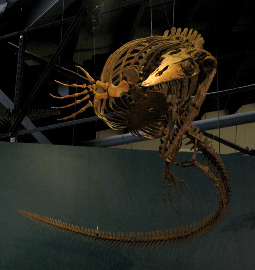 Name:  mosasaur.jpg
Views: 1506
Size:  61.6 KB