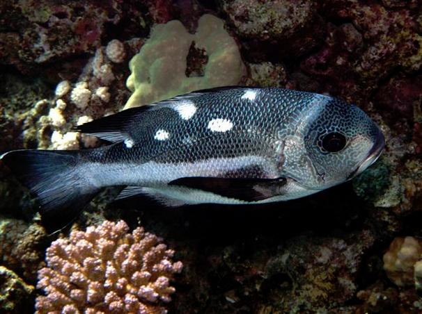 Name:  Black and White Snapper 4.JPG
Views: 782
Size:  55.1 KB