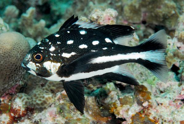 Name:  Black and White Snapper 2.JPG
Views: 1019
Size:  48.6 KB