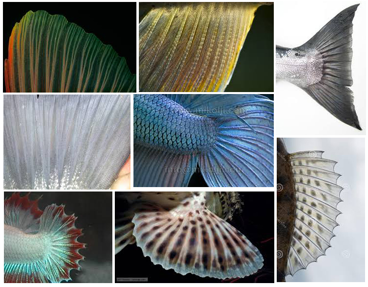 Name:  fins.jpg
Views: 490
Size:  363.2 KB