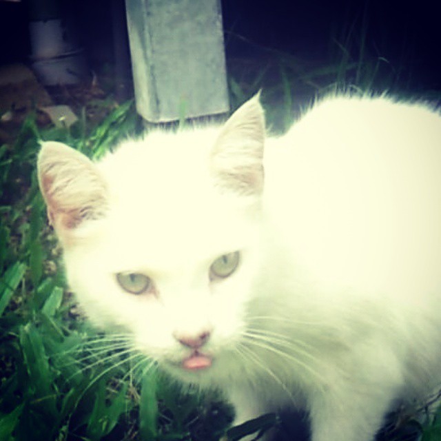 Name:  lily.jpg
Views: 899
Size:  56.0 KB