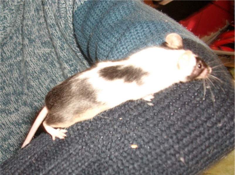 Name:  minni.jpg
Views: 1303
Size:  346.8 KB