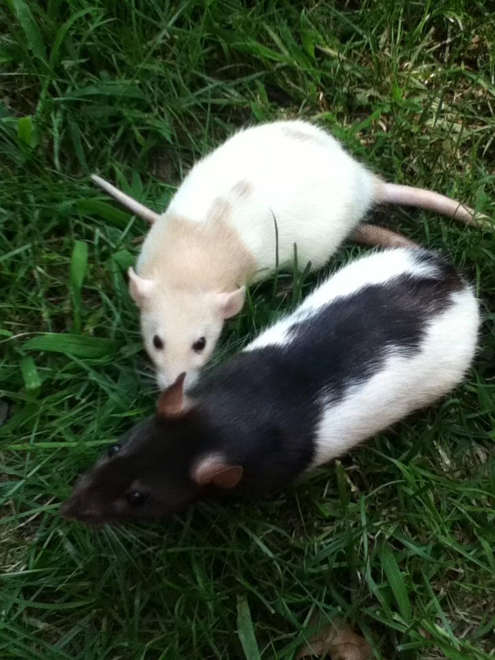 Name:  Daisy & peaches.jpg
Views: 353
Size:  99.1 KB