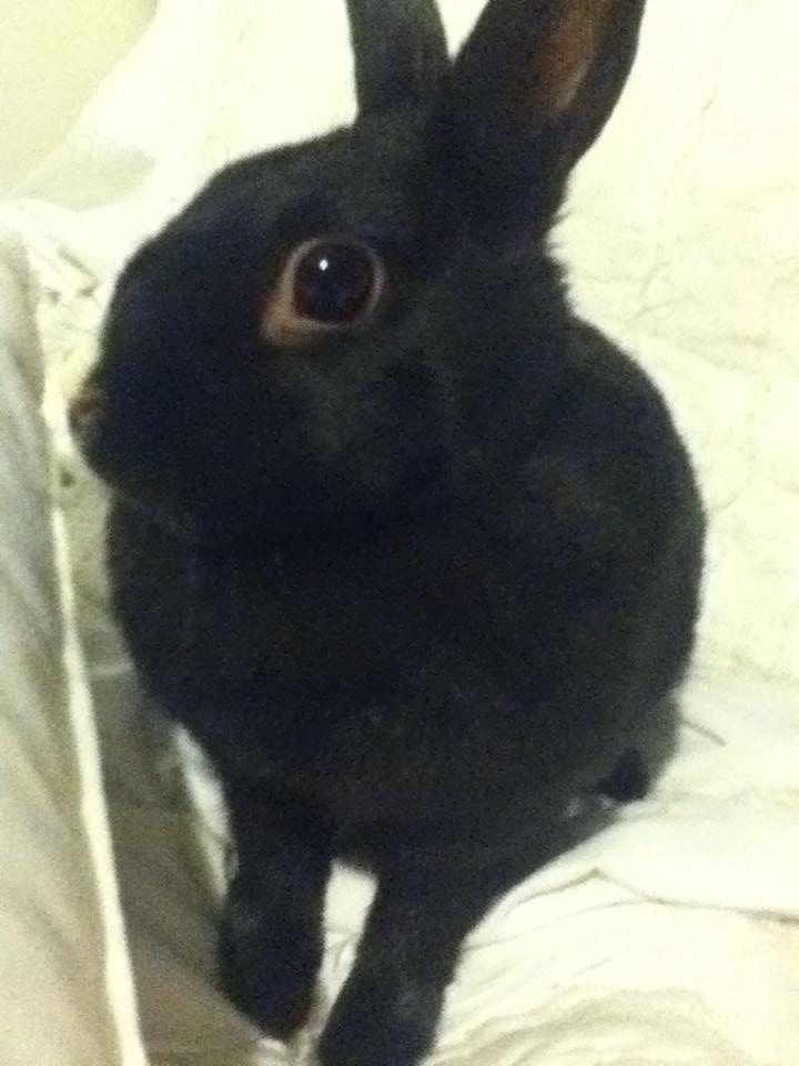 Name:  Bunnifer.jpg
Views: 344
Size:  60.0 KB