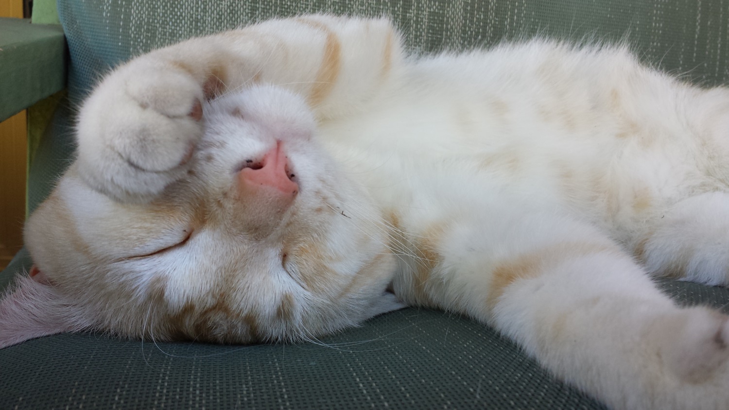 Name:  Marmalade 1.jpg
Views: 400
Size:  294.8 KB