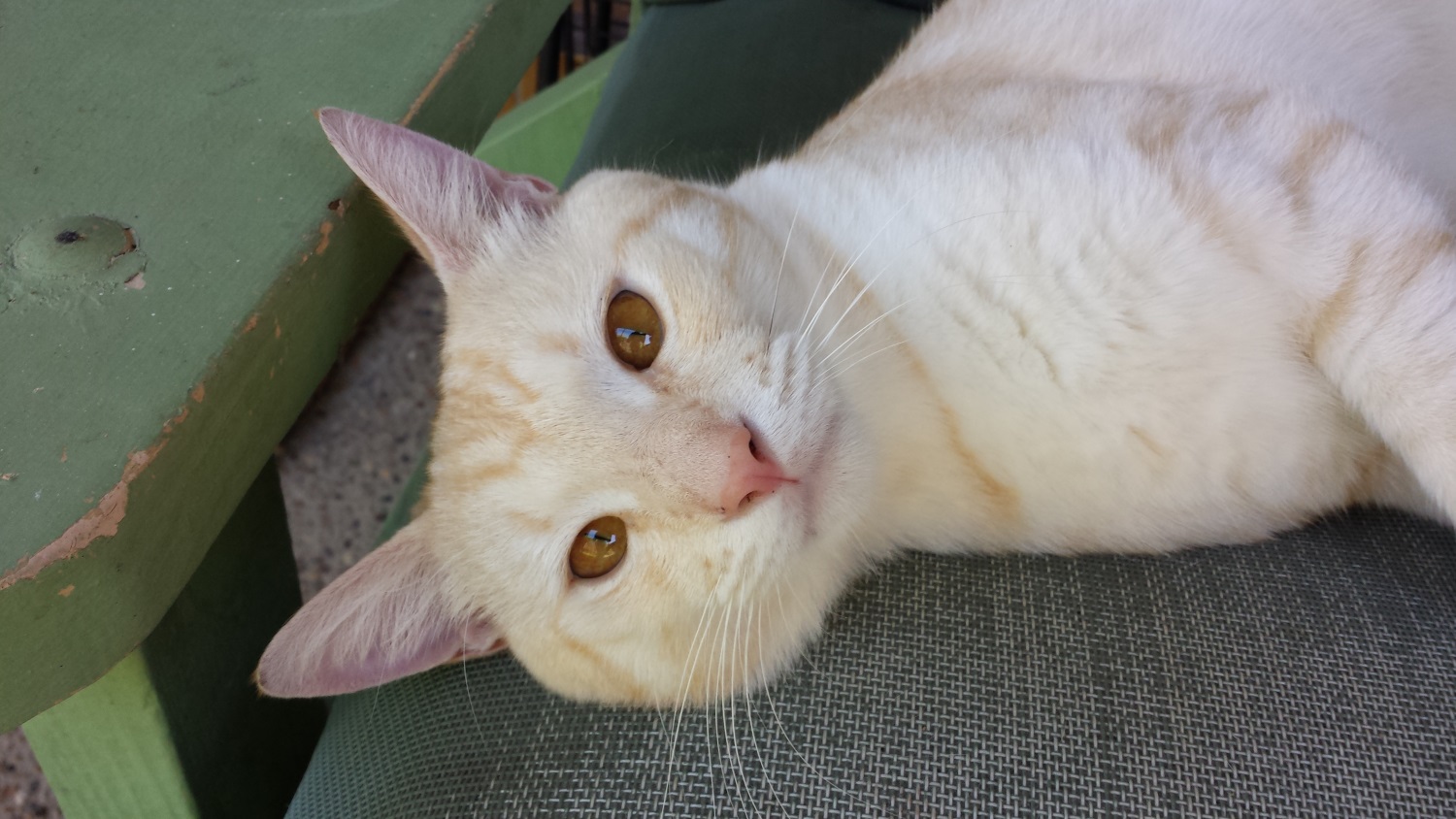 Name:  Marmalade 2.jpg
Views: 290
Size:  313.6 KB