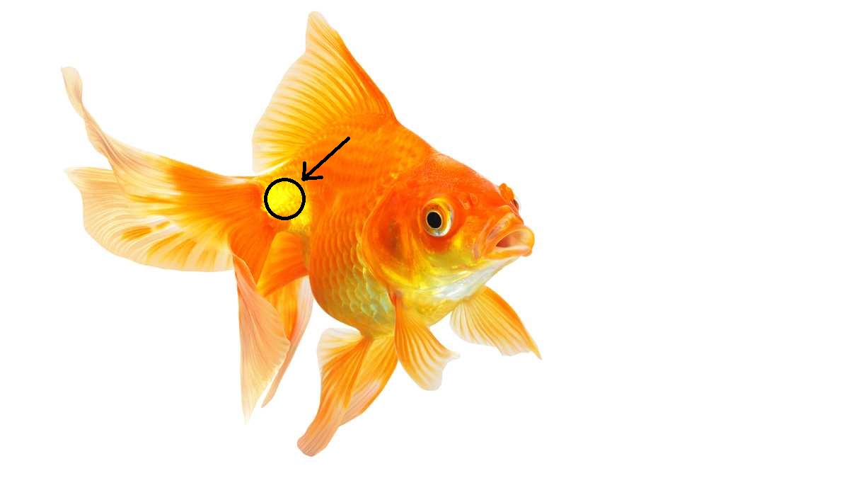 Name:  l_shutterstock_goldfish_1200x675.jpg
Views: 1098
Size:  62.0 KB
