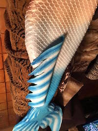 Name:  new tail back.jpeg
Views: 706
Size:  17.9 KB