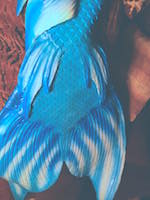 Name:  ankle fins.jpeg
Views: 696
Size:  10.5 KB